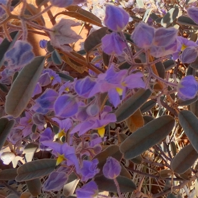 Seringia exastia (Common Firebush) at Lake Mackay, NT - 27 Aug 2024 by Paul4K