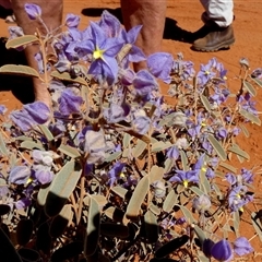 Seringia exastia at Lake Mackay, NT - 27 Aug 2024 11:54 AM