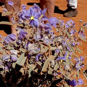 Seringia exastia at Lake Mackay, NT - 27 Aug 2024 11:54 AM