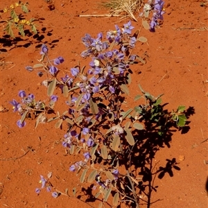 Seringia exastia at Lake Mackay, NT - 27 Aug 2024 11:54 AM