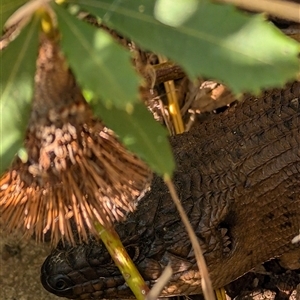 Egernia cunninghami at Goulburn, NSW - 3 Oct 2024