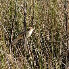 Acrocephalus australis (Australian Reed-Warbler) at Goulburn, NSW - 3 Oct 2024 by mroseby