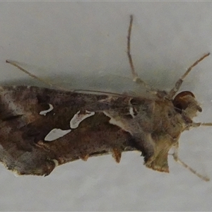 Chrysodeixis argentifera at Hall, ACT - 3 Oct 2024