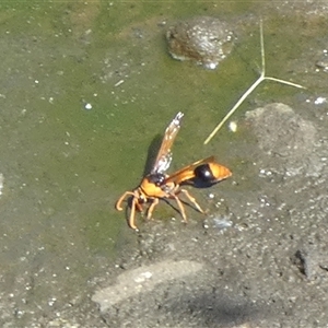 Delta (Genus) at Lake Mackay, NT - 27 Aug 2024 12:14 PM