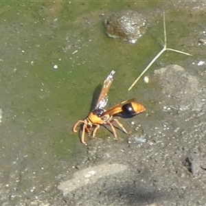 Unidentified Wasp (Hymenoptera, Apocrita) at Lake Mackay, NT by Paul4K