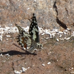 Papilio demoleus at Lake Mackay, NT - 27 Aug 2024 12:13 PM