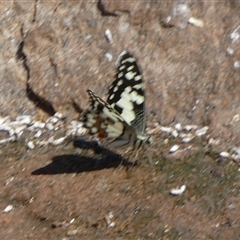 Papilio demoleus at Lake Mackay, NT - 27 Aug 2024 12:13 PM