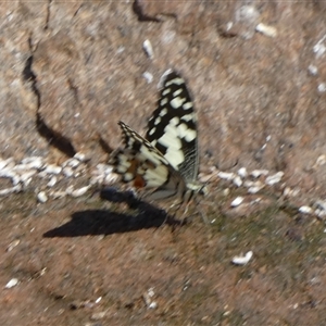 Papilio demoleus at Lake Mackay, NT - 27 Aug 2024 12:13 PM