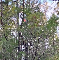 Callocephalon fimbriatum (Gang-gang Cockatoo) at Kangaroo Valley, NSW - 3 Oct 2024 by pcooperuow