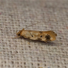 Barea dryocoetes (A Concealer moth (Barea Group)) at Harrison, ACT - 2 Oct 2024 by DPRees125