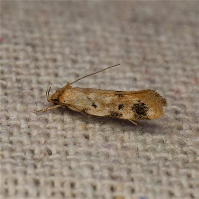 Barea dryocoetes (A Concealer moth (Barea Group)) at Harrison, ACT - 2 Oct 2024 by DPRees125