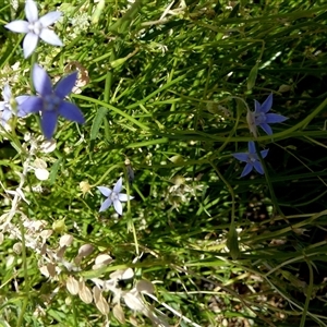 Wahlenbergia queenslandica at Lake Mackay, NT - 27 Aug 2024 12:14 PM