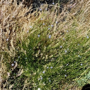 Wahlenbergia queenslandica at Lake Mackay, NT - 27 Aug 2024 12:14 PM