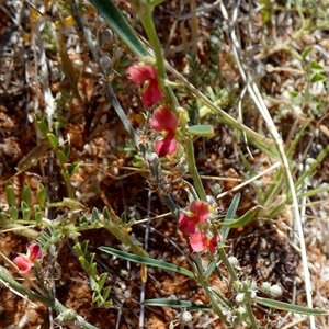 Indigofera linifolia at Lake Mackay, NT - 27 Aug 2024 12:16 PM