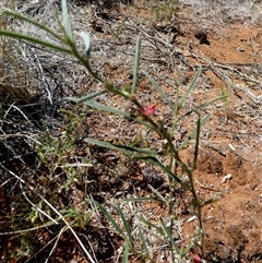 Indigofera linifolia at Lake Mackay, NT - 27 Aug 2024 12:16 PM