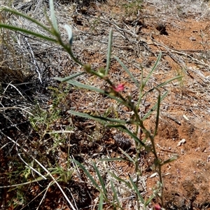 Indigofera linifolia at Lake Mackay, NT - 27 Aug 2024