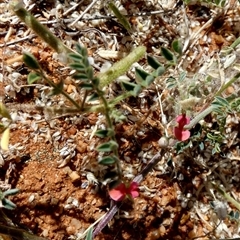 Indigofera linifolia at Lake Mackay, NT - 27 Aug 2024 12:16 PM