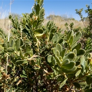 Unidentified Other Shrub at Lake Mackay, NT by Paul4K