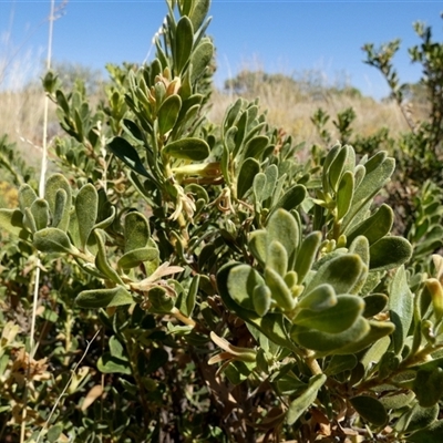 Unidentified Other Shrub at Lake Mackay, NT - 27 Aug 2024 by Paul4K