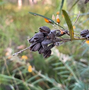 Unidentified Wattle at Dunbogan, NSW by Nette