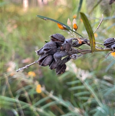 Unidentified Wattle at Dunbogan, NSW - 3 Oct 2024 by Nette