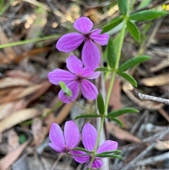 Tetratheca thymifolia at Dunbogan, NSW - 3 Oct 2024 by Nette