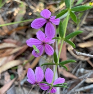 Tetratheca thymifolia at Dunbogan, NSW - 3 Oct 2024