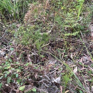 Hibbertia dentata at Dunbogan, NSW by Nette