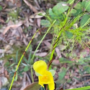 Hibbertia dentata at Dunbogan, NSW - 3 Oct 2024 05:04 PM