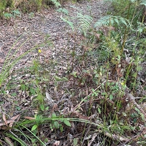 Hibbertia dentata at Dunbogan, NSW - 3 Oct 2024