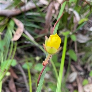 Hibbertia dentata at Dunbogan, NSW - 3 Oct 2024 05:04 PM