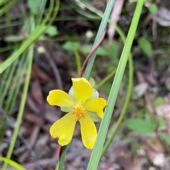 Hibbertia dentata at Dunbogan, NSW - 3 Oct 2024 05:04 PM