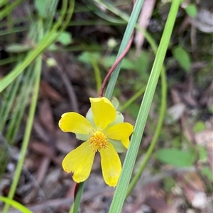 Hibbertia dentata at Dunbogan, NSW - 3 Oct 2024 05:04 PM