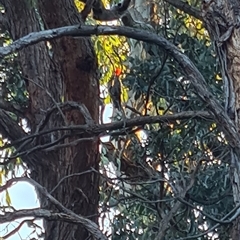 Callocephalon fimbriatum (Gang-gang Cockatoo) at Cook, ACT - 3 Oct 2024 by Esther