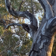 Callocephalon fimbriatum at Cook, ACT - suppressed