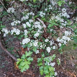 Crataegus monogyna at Isaacs, ACT - 3 Oct 2024 05:22 PM