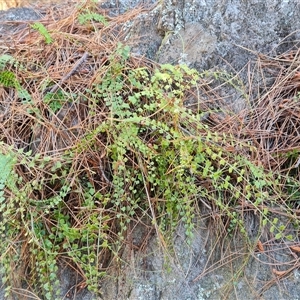 Asplenium flabellifolium at Isaacs, ACT - 3 Oct 2024 05:14 PM