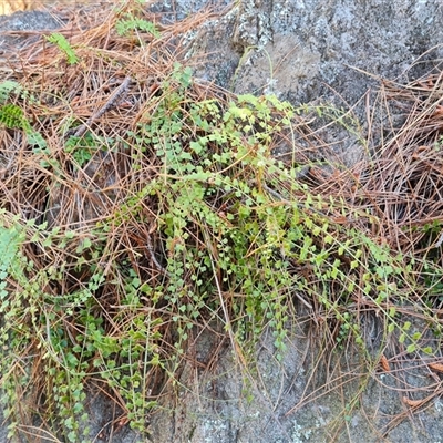 Asplenium flabellifolium (Necklace Fern) at Isaacs, ACT - 3 Oct 2024 by Mike