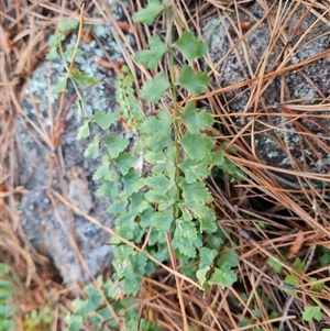 Asplenium flabellifolium at Isaacs, ACT - 3 Oct 2024 05:14 PM