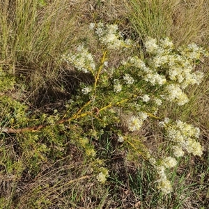 Grevillea curviloba at Isaacs, ACT - 3 Oct 2024