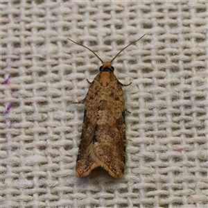 Constrictana group constrictana at Harrison, ACT - 2 Oct 2024 08:35 PM