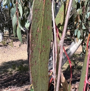 Eucalyptus pauciflora at Higgins, ACT - 3 Oct 2024