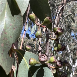 Eucalyptus pauciflora at Higgins, ACT - 3 Oct 2024