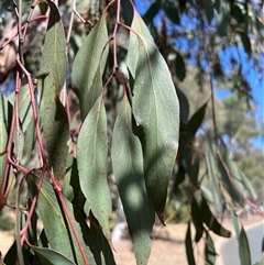 Eucalyptus pauciflora at Higgins, ACT - 3 Oct 2024