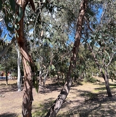 Eucalyptus pauciflora at Higgins, ACT - 3 Oct 2024 05:59 PM