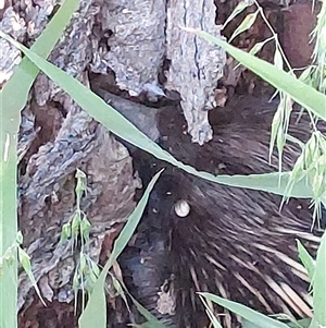 Tachyglossus aculeatus at Wirlinga, NSW - 3 Oct 2024