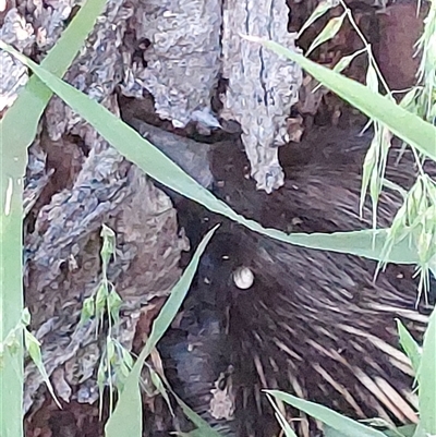 Tachyglossus aculeatus (Short-beaked Echidna) at Wirlinga, NSW - 3 Oct 2024 by RobCook