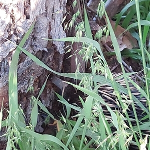 Tachyglossus aculeatus at Wirlinga, NSW - 3 Oct 2024