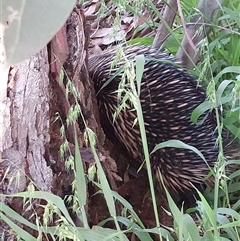 Tachyglossus aculeatus at Wirlinga, NSW - 3 Oct 2024