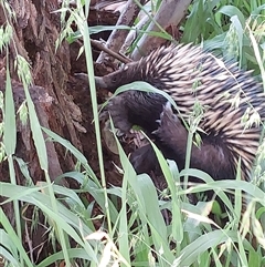 Tachyglossus aculeatus at Wirlinga, NSW - 3 Oct 2024